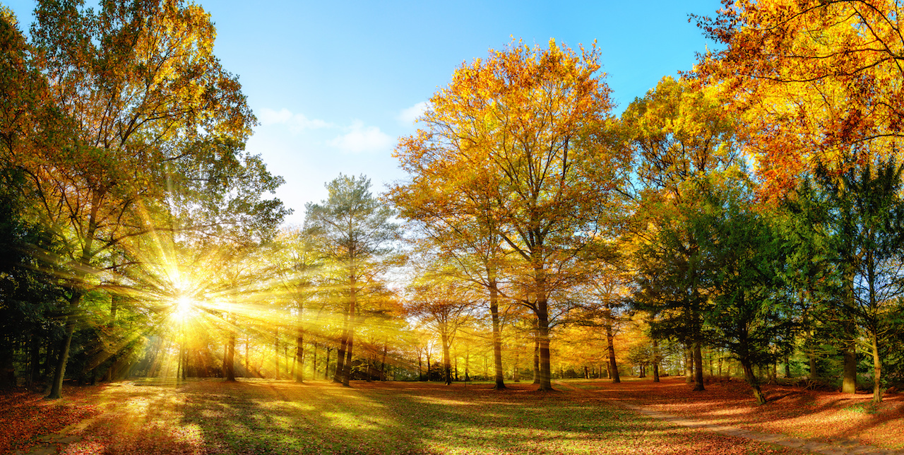 Sun rays piercing through the woods