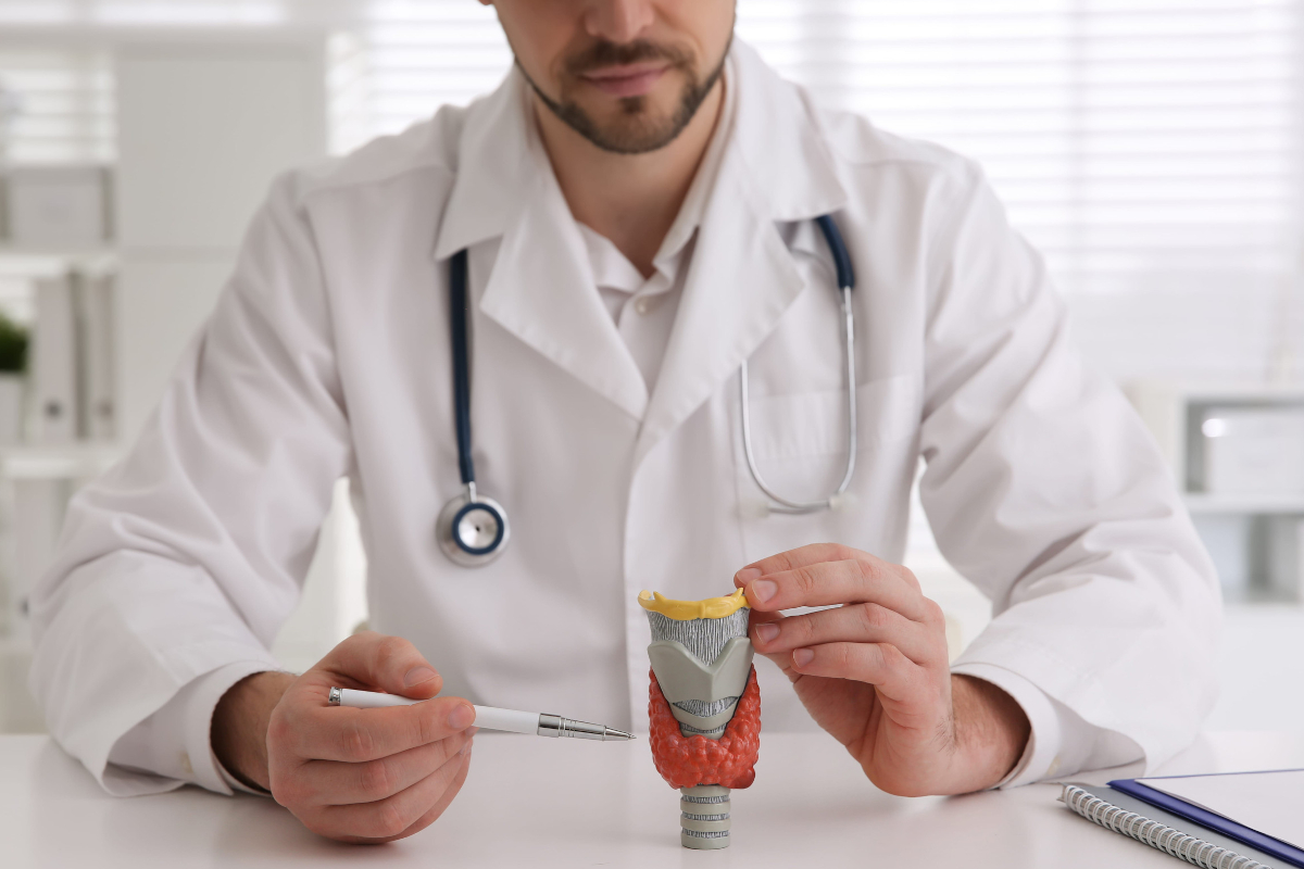 Doctor in a white coat holding an anatomical model of the thyroid gland while explaining it.